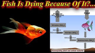 Fish Dying Can Be Stopped!. Follow This Steps..| Water Cycle Or Nitrogen Cycle / Fish Aquarium Tamil