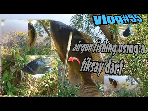Airgunfishing using tiksay dart/Ang pinababawal na technique