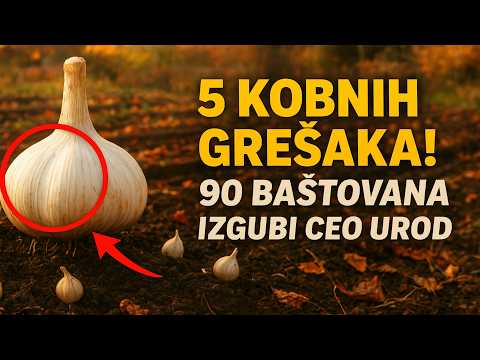 5 KOBNIH GREŠAKA PRILIKOM JESENJE SADNJE BELOG LUKA. 90% BAŠTOVANA IZGUBI CEO UROD UPRAVO ZBOG NJIH