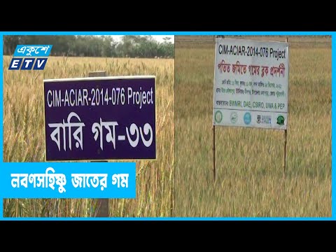 অনাবাদি জমিতে লবণসহিষ্ণু জাতের গম