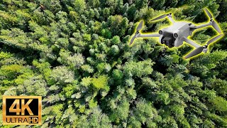Sub-Boreal Spruce Forest (SBSmw) - 4K Drone Flythrough