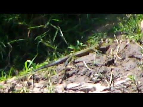 Monitor Lizard on Africa Rive cam. 16 August 2018