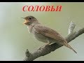 Звуки природы для детей. Птицы. Соловьи 