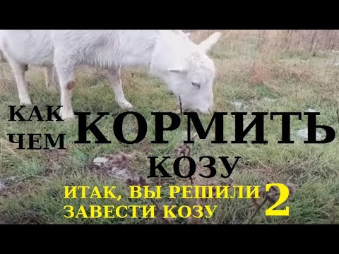 , title : 'Чем и как кормить коз? Кормление коз по-простому.'