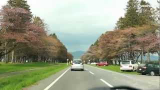 preview picture of video '直線距離約7km！二十間道路桜並木を走ってみた @北海道新ひだか町 Sakura road in Shinhidaka Hokkaido'