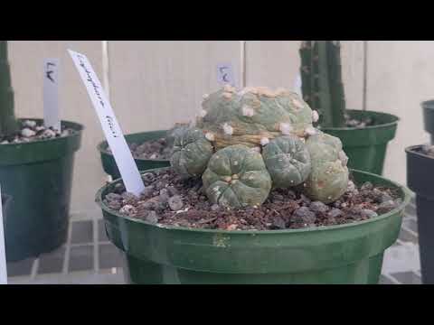 , title : 'Full Lophophora collection showcase/care video'