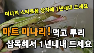 마트 미나리 아파트 베란다 스티로폼 상자에 1년내내 키워먹기! #미나리키우기 #미나리재배 #미나리아파트에서키…