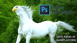 Photoshop Şahin kafalı at maniplasyon çalışması