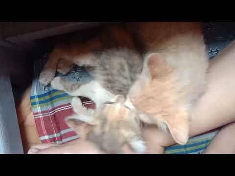 kasih syg hewanpun bisa dibuat pembelajaran positif manusia