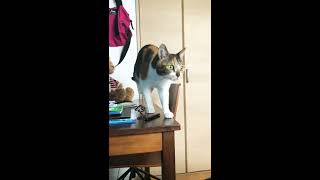 カメラ向けると逃げる猫/Calico cat avoiding the camera