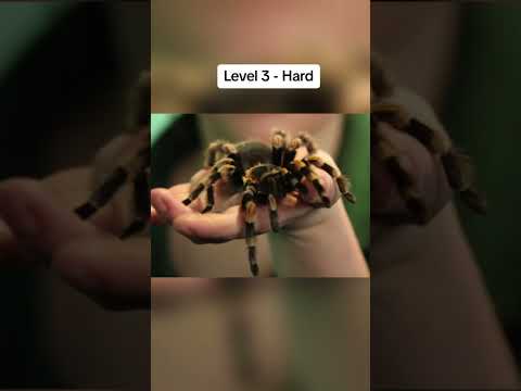 Arachnophobia Test ⚠️🕷️ #fyp #phobia #arachnophobia #spider #scary #tiktok #shorts