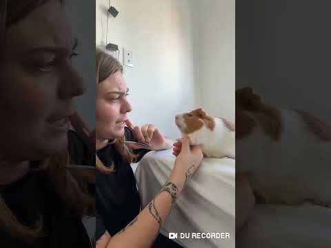 andorinha Bahia 2026