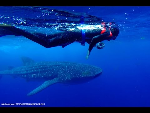 Strengthen Education for Whale Sharks Conservation