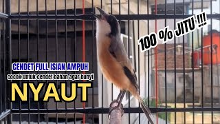 Download lagu cendet gacor EMOSI PANJANG HANDAL buat PANCINGAN CENDET AGAR BUNYI bikin BURUNG PENTET GACOR NYAUT mp3