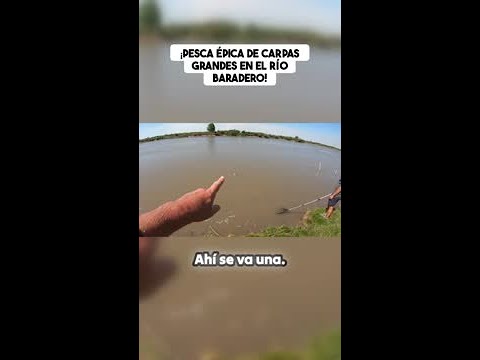 ¡Pesca masiva de carpas gigantes en el Río Baradero!