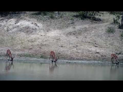 Djuma: Impala rams drink at dam - 13:48 - 01/28/2023