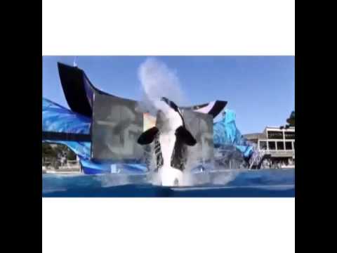 Happy 11 birthday kalia