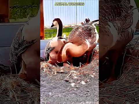 거위가알 낳는 순간 | 건강한 사육 환경에서의 자연 번식 #farming #livestock #goose #nature #animalbehavior