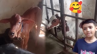 Mubeen Ko Cow Ka Beatiful Bacha Pasand AGaya - Cow Babies | 3mbvlogs