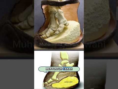 Fakta Gajah jalan pake hak tinggi 🤔