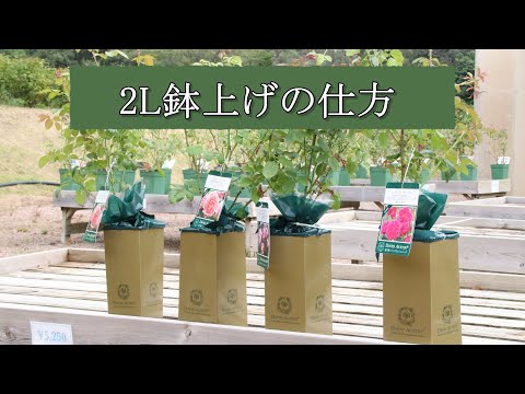 イングリッシュローズ「オセロ」 植物