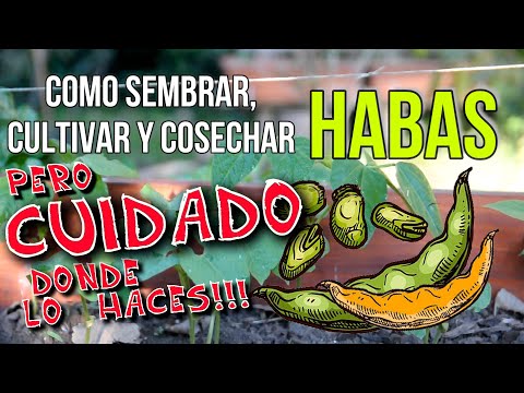 COMO SEMBRAR CULTIVAR Y COSECHAR HABAS.