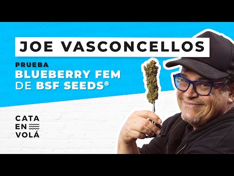 CATA EN VOLÁ: JOE VASCONCELLOS| BLUEBERRY FEM DE BSF