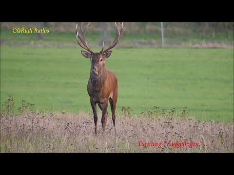 Hirschbrunft 2022 in der Lausitz --- läuft