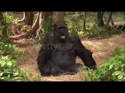 INSANE - THIS GORILLA DEMANDS MUSIC FROM ZOOKEEPER CARL (1992)