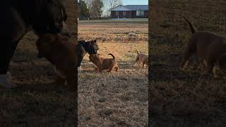 Video preview image #1 American Bully Puppy For Sale in PADUCAH, KY, USA
