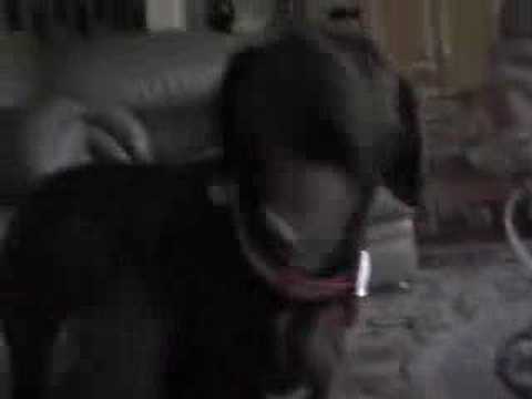 Zaida the SCREAMING Dog