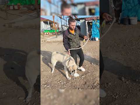 Agresif Köpeği Yürütmek İstedim Ama O Benimle Boğuşmak İstedi! #köpek #dog #shorts