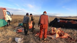 遊牧民を訪ねたら牛を丸一頭解体中だった。※血が苦手な方は閲覧注意　｜新鮮な牛肉のモンゴル料理｜牛乳のお酒シミーンアルヒ｜砂金の湧水｜モンゴルの風習｜