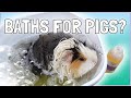 How To Bathe Your Guinea Pig