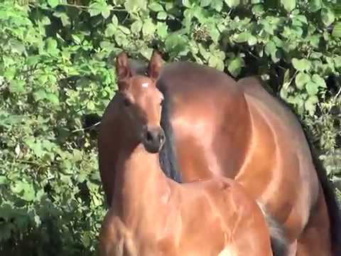 2019 Filly (Franklin / Quaterback)