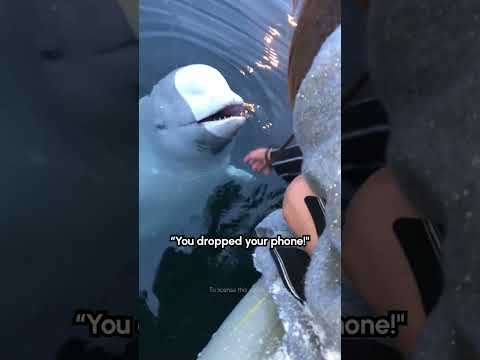 Un béluga ramène le téléphone d'une femme dans l'océan