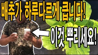 김장배추가 안클 때 이것 뿌리면 미친듯이 쑥쑥 자라고 배추농사 성공한다!