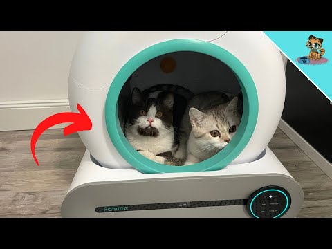 NEVER CLEAN A LITTER AGAIN! | Famree Self-Cleaning Litter Box ✅