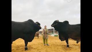 Afridi Cattle 2021 Anum Jawed  Vlog 57  Cow Mandi