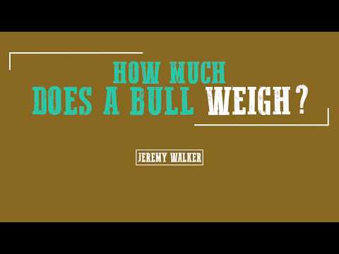 1st YouTube video about how much does a bull weight