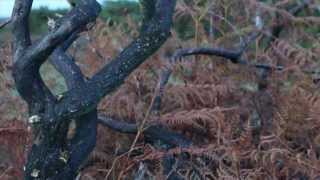 Boards of Canada - Collapse