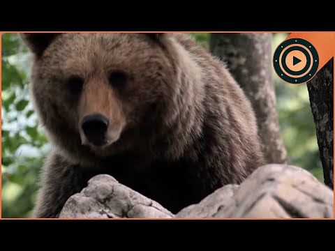 Ecological Crime Scene: Alien Predators are Now 90% of the Prey in This Italian Lake