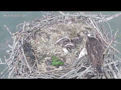 MNSA Osprey-Cam: 6/6/2023 Feeding time