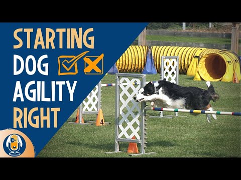 Dog Agility Training: 3 Big Mistakes All Dog Owners Should Avoid #114