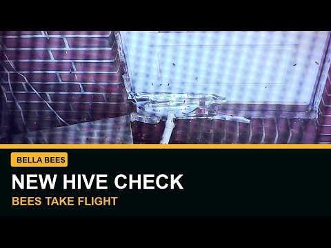 Catching a hive on a porch YouTube thumbnail