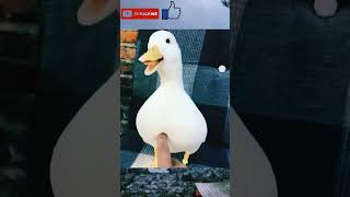 Download lagu bebek yang lucu bisa ketawa mp3