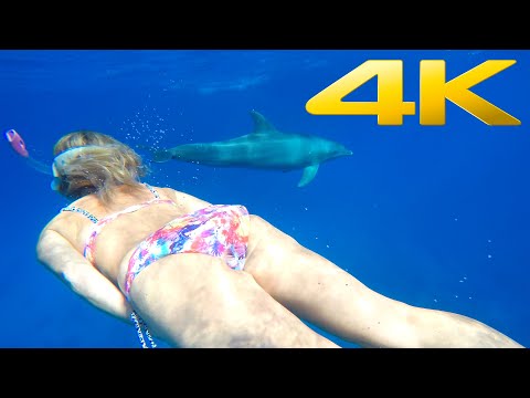4K | Snorkeling and Diving in the Red Sea of Egypt