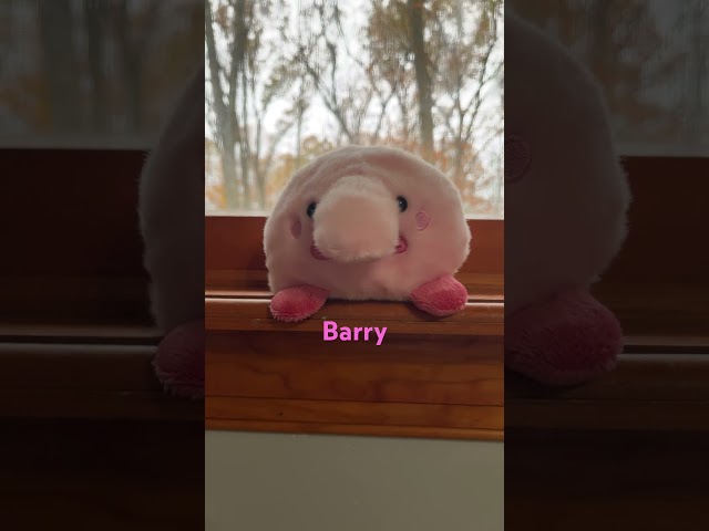 Vídeo relacionado con Aurora, 33787, Palm Pals Tucker Tangerine, Peluche, Naranja y Blanco, 13cm