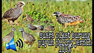 Download lagu 🔴suara pikat burung puyuh paling ampuh dan suara jernih,❗ 100% langsung datang burung nya... mp3