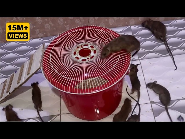 Vídeo relacionado con TAKRINK Trampa para Ratones 2Pcs Trampas Ratas para Interiores Sin Matar Ratonera Rata Viva Reutilizable con Orificio de Aire Sin Mecanismo de Liberación Táctil para Cocina Jardín Hogar Ático(Naranja)